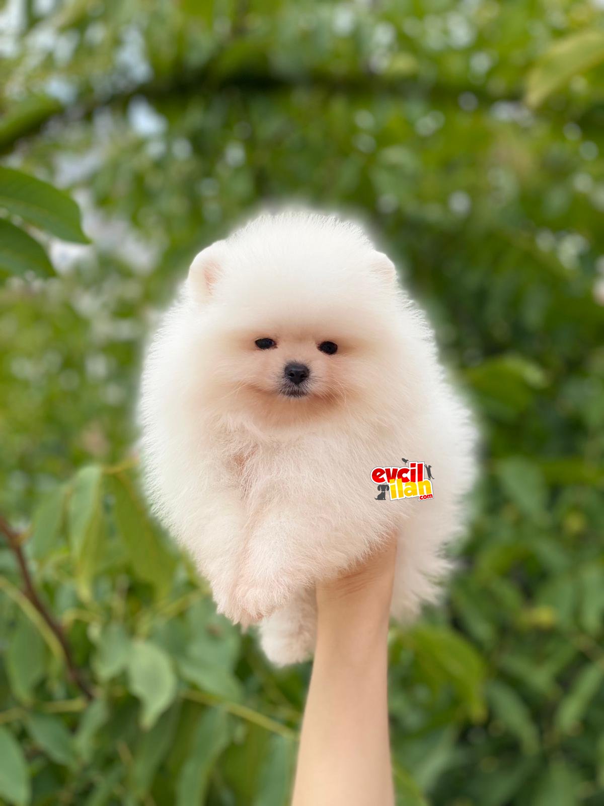 Teacup Ayıcık Suratlı Pomeranian Boo Bebeğimiz