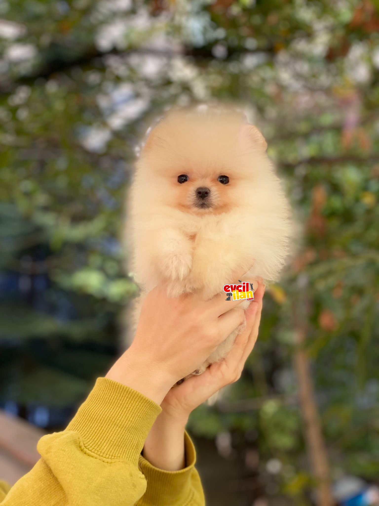 Teacup Ayıcık Suratlı Pomeranian Boo Kızımız