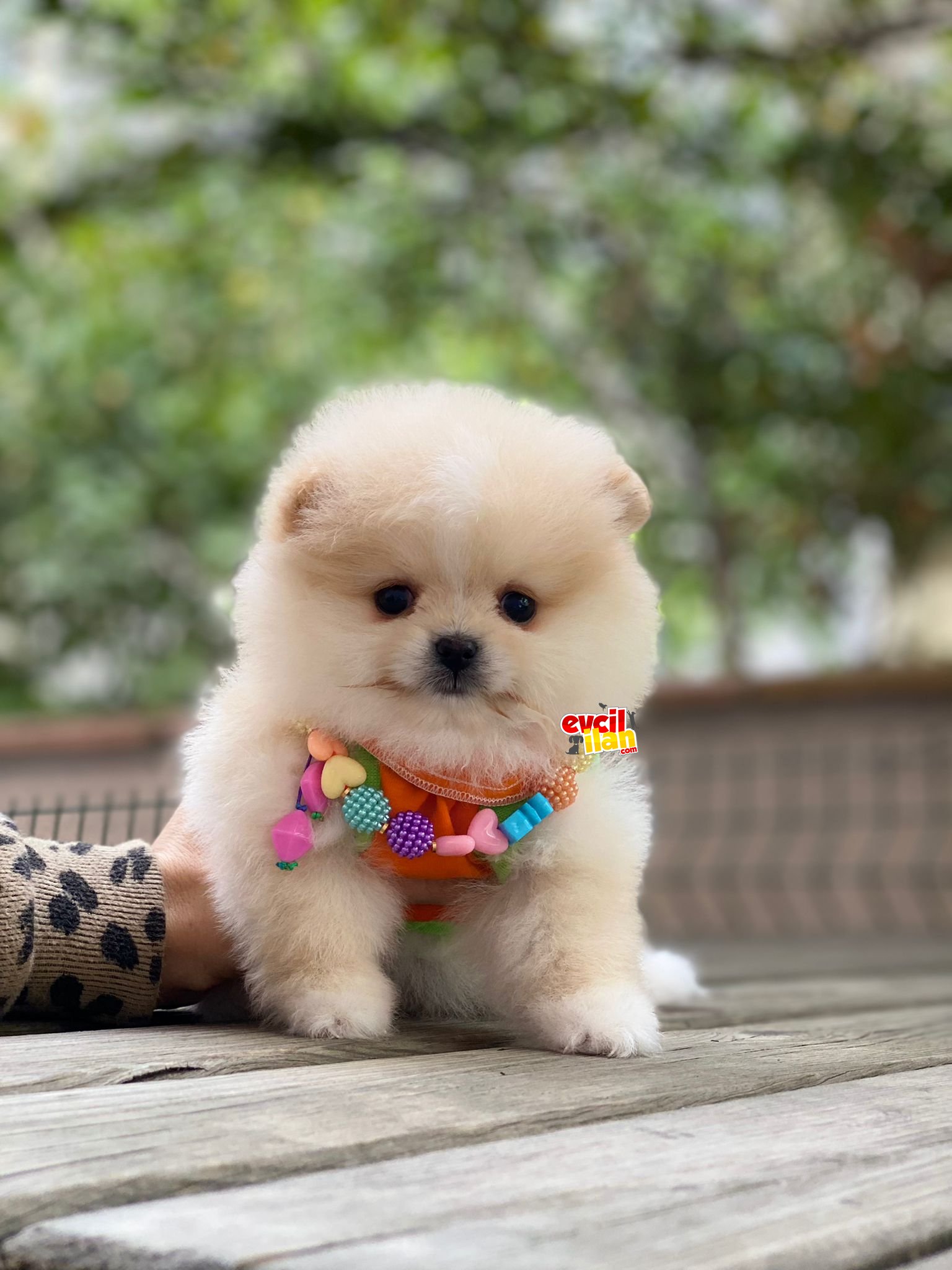 Teacup Ayıcık Suratlı Pomeranian Boo Prensesimiz 