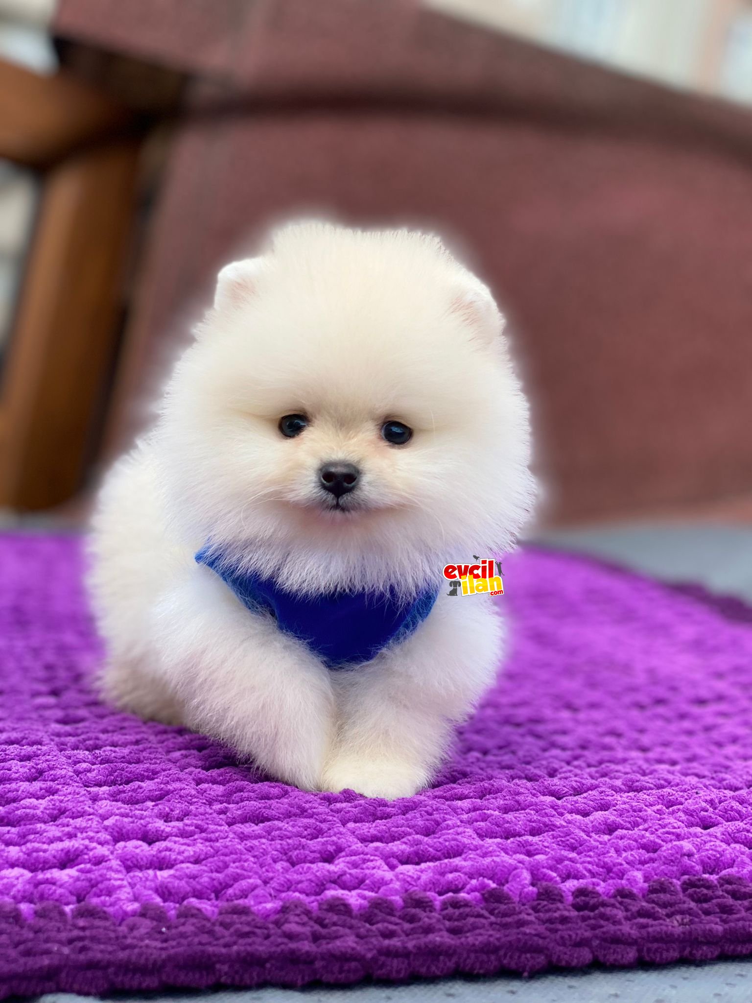 Teacup Ayıcık Suratlı Pomeranian Boo Yavrumuz 