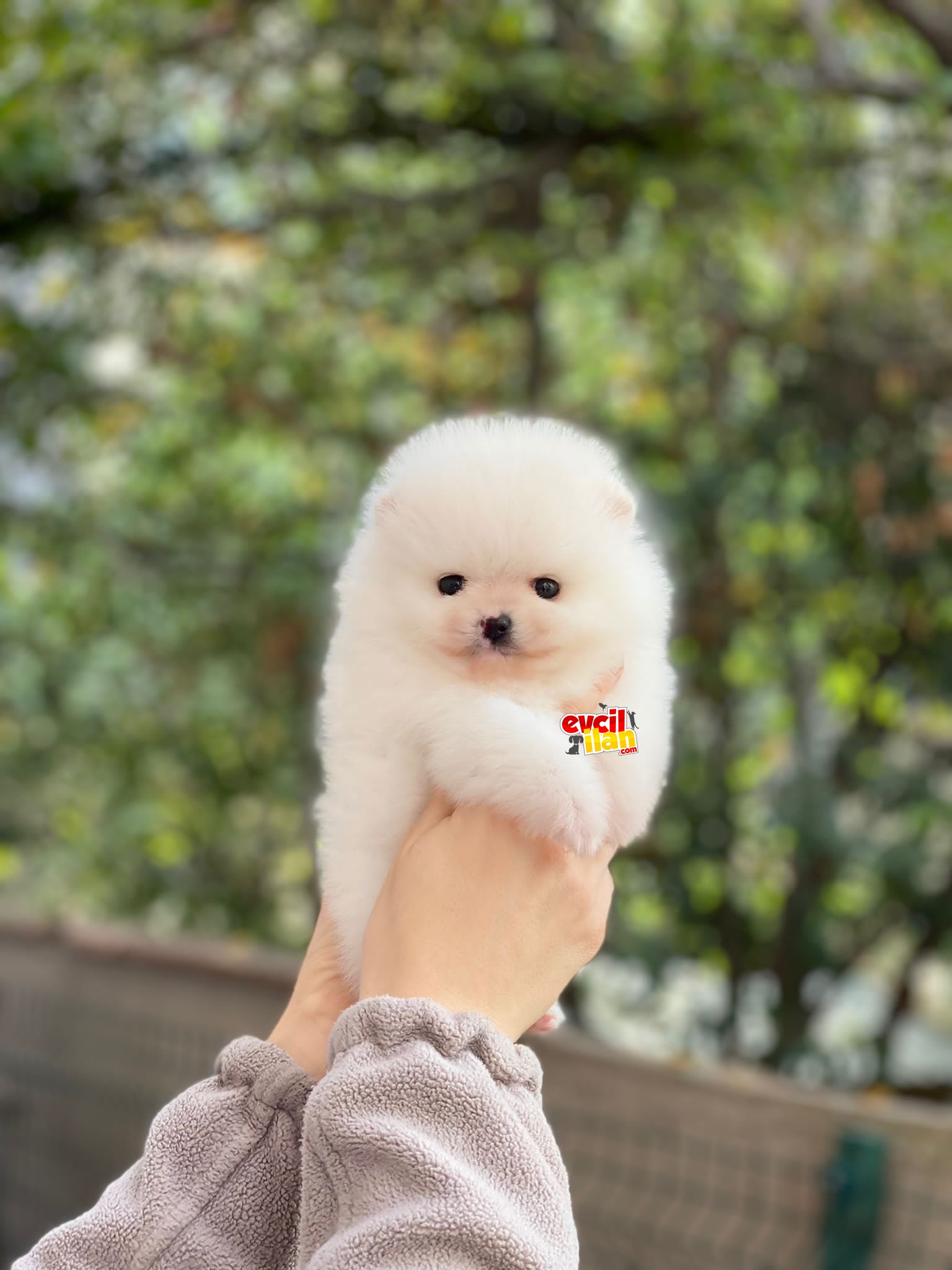 Teacup Ayıcık Suratlı Pomeranian Boo Yavrumuz 