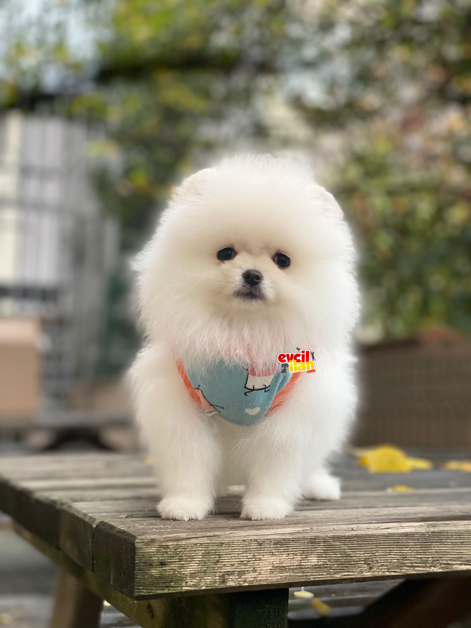 Teacup Ayıcıl Surat Pomeranian Boo Yavrumuz 