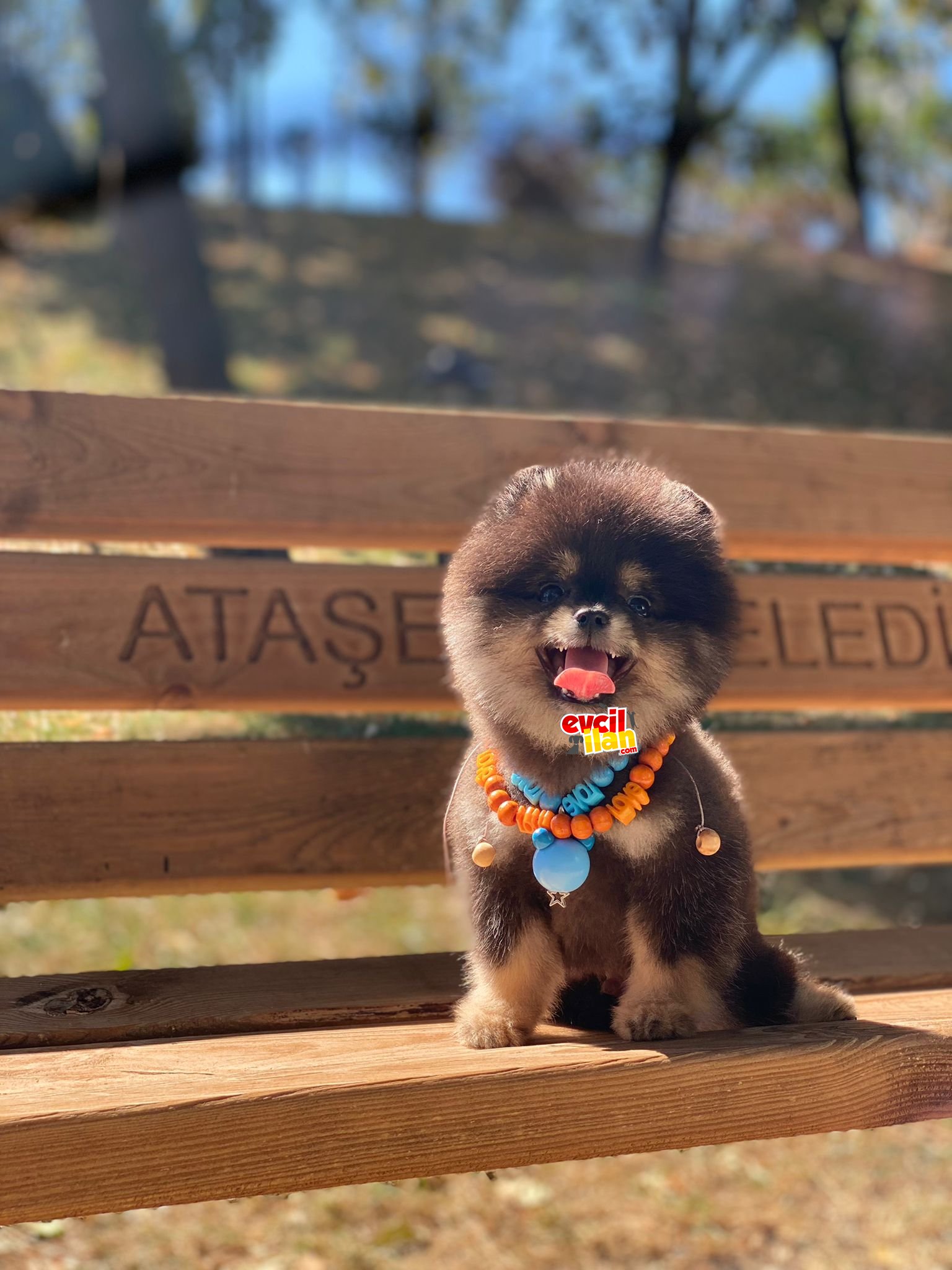 Teacup Black and Tan Pomeranian Boo Yavrumuz 