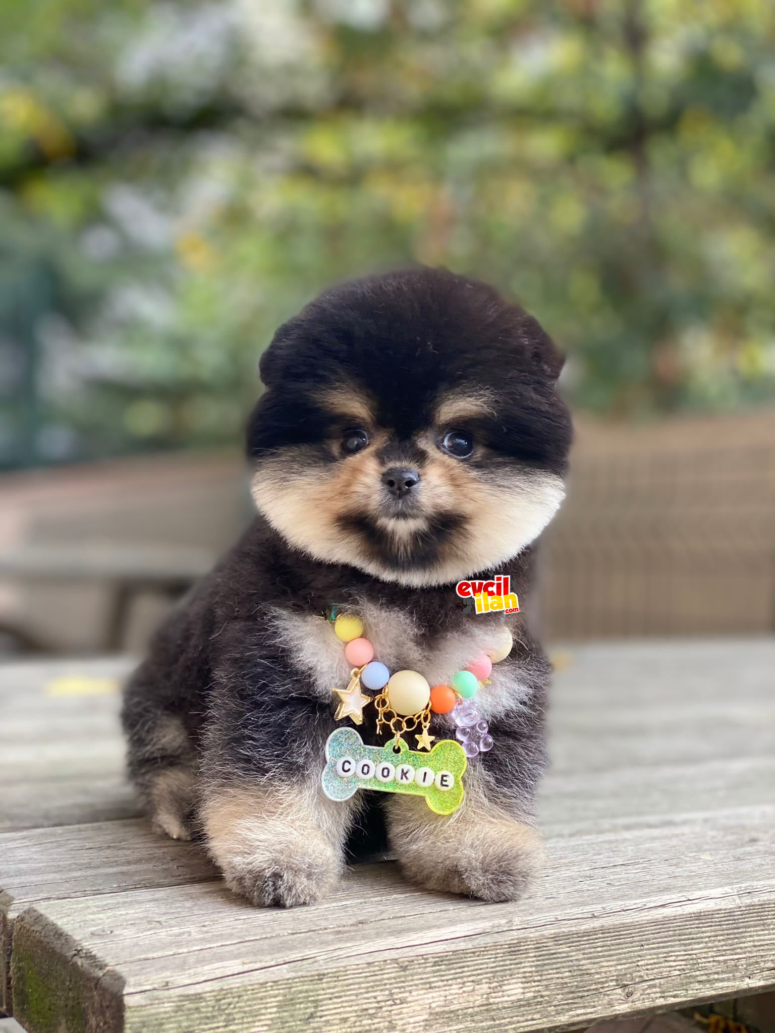 Teacup Black and Tan Renk Pomeranian Boo Kızımız