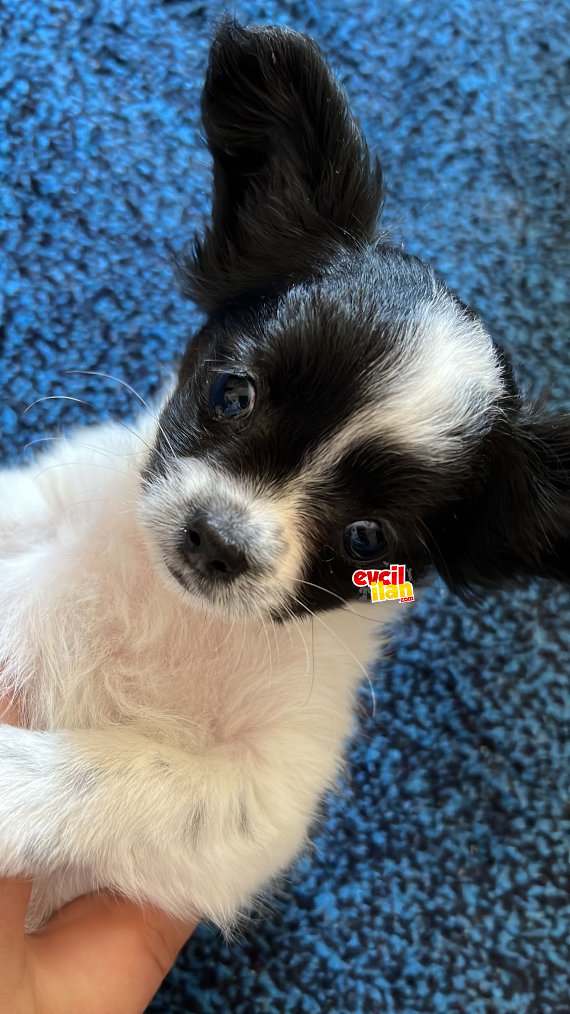Teacup chihuahua 
