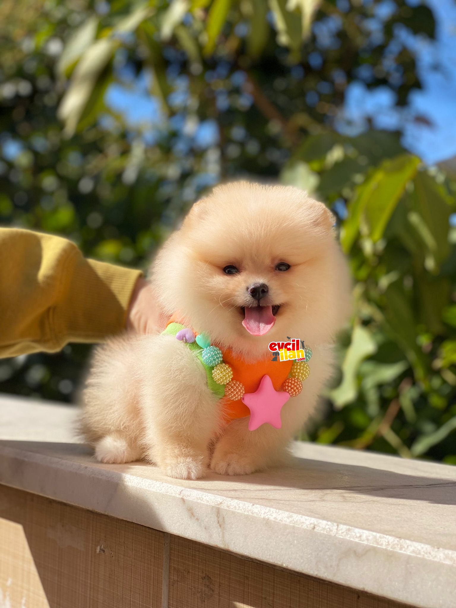 Teacup Dişi Pomeranian Boo Yavrumuz 