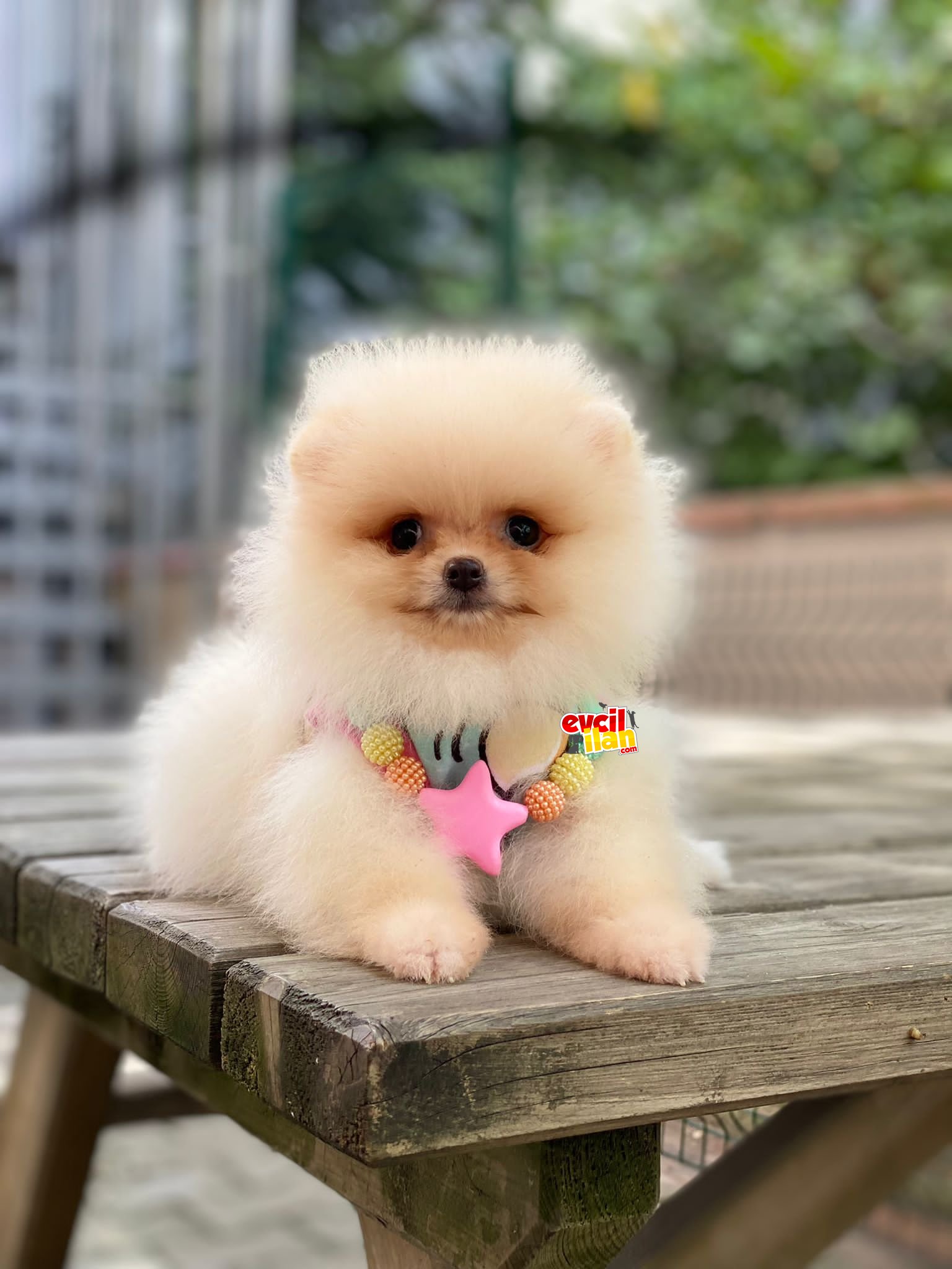 Teacup Dişi Pomeranian Boo Yavrumuz 