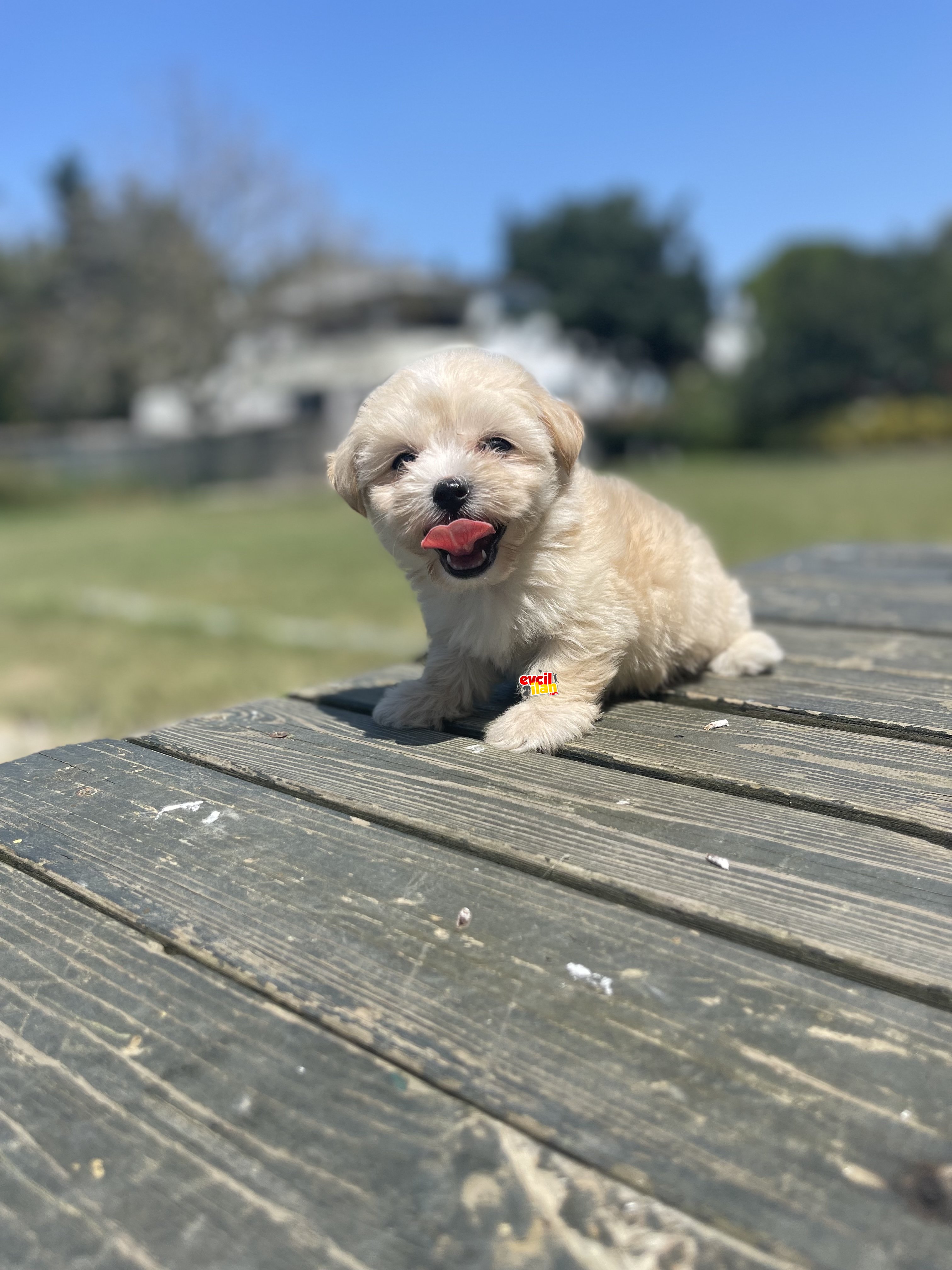 Teacup Maltipoo Yavrularimiz