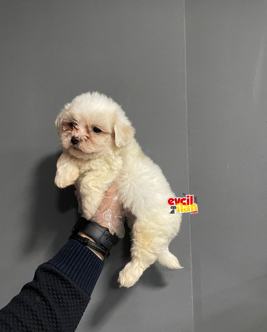 Teacup Morkie 2 Aylık Erkek 