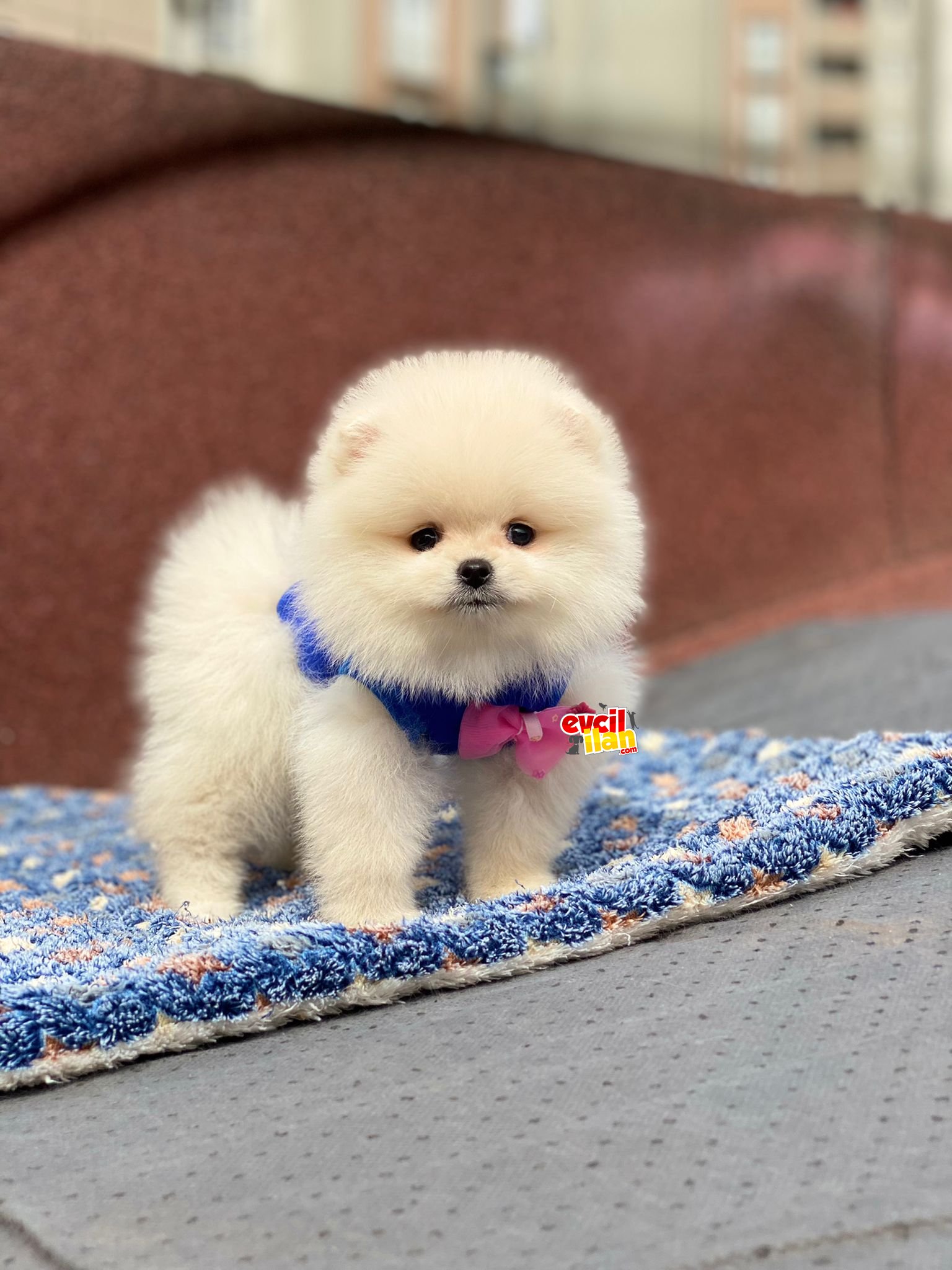 Teacup Orjinal Pomeranian Boo Bebeğimiz