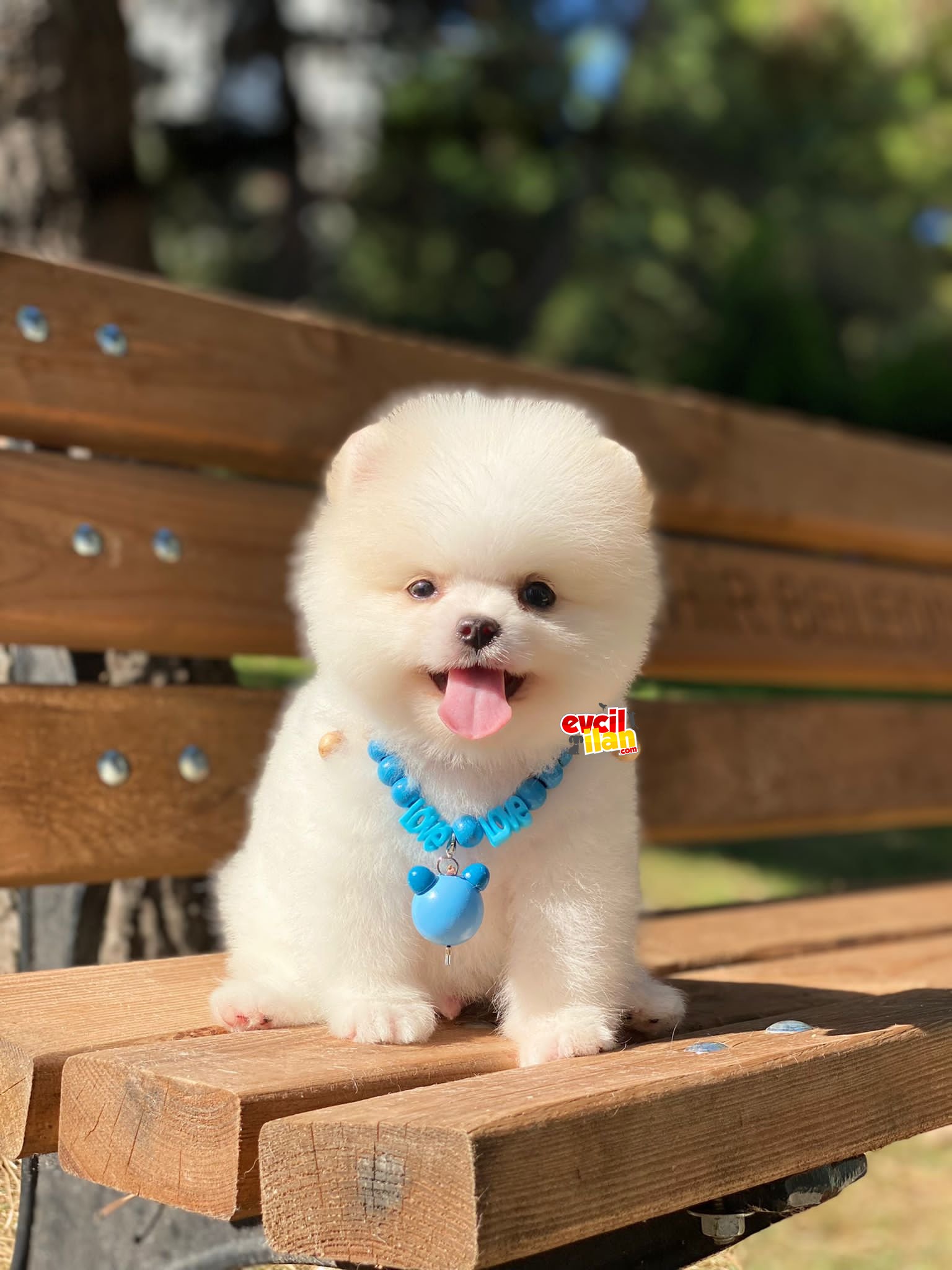 Teacup Orjinal Pomeranian Boo Miniğimiz 