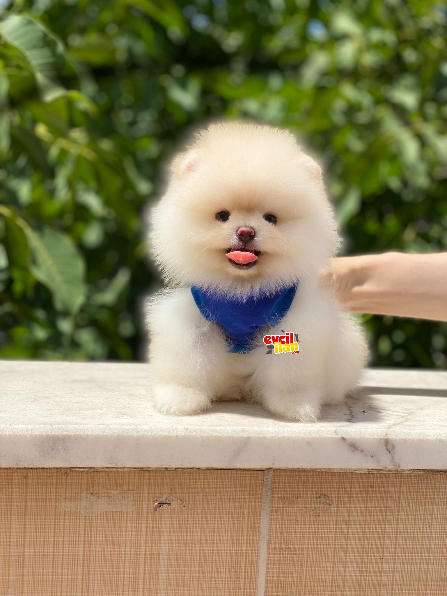 Teacup Orjinal Pomeranian Boo Yavrumuz 