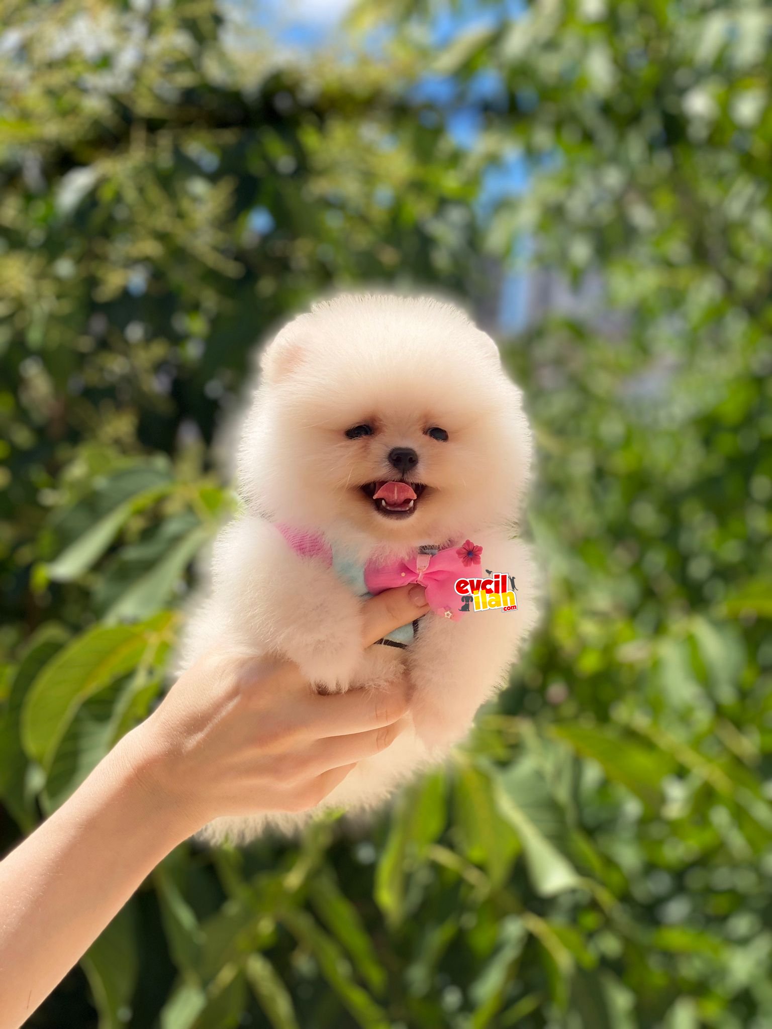 Teacup Orjinal Pomeranian Boo Yavrumuz 