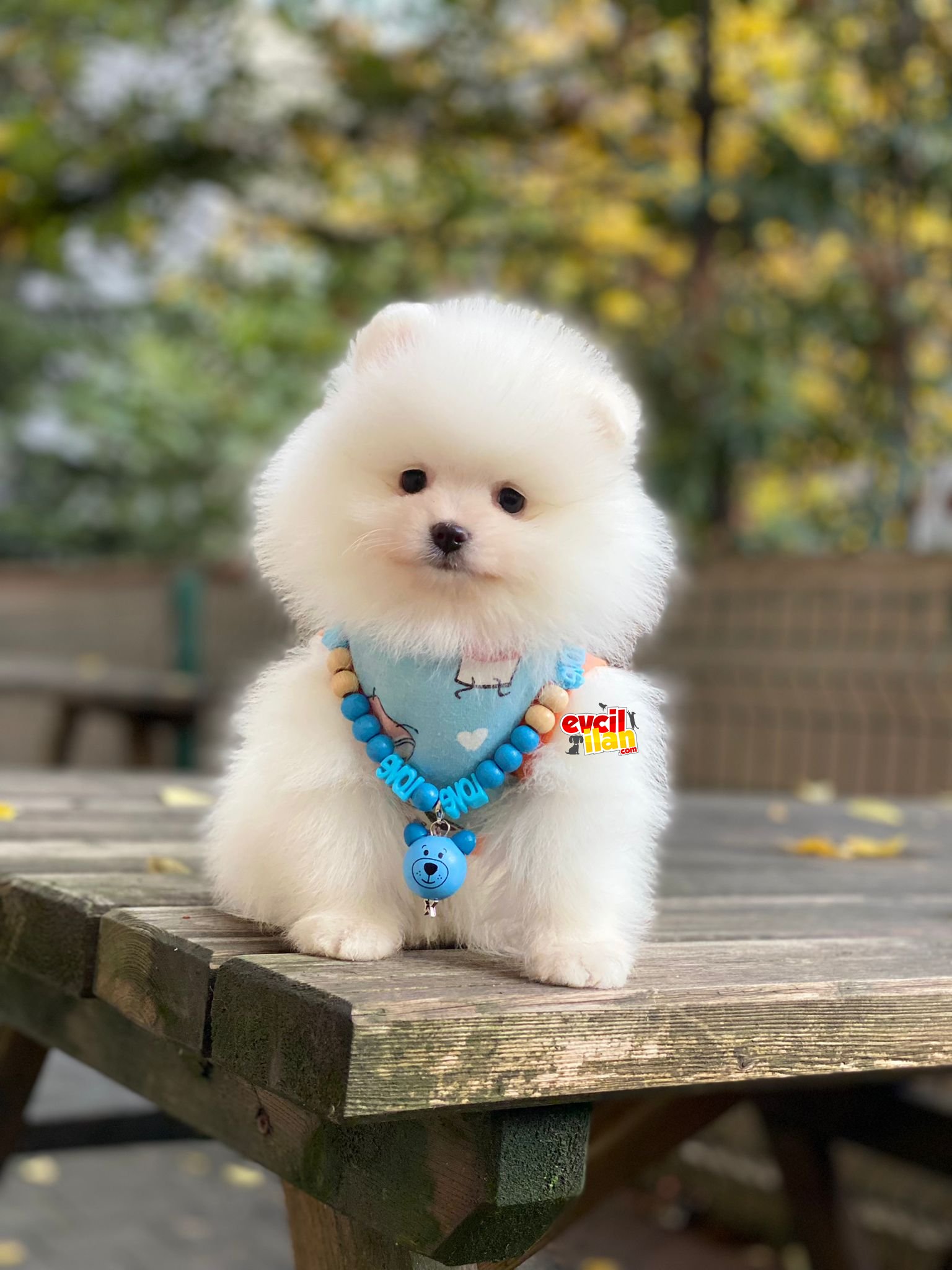 Teacup Orjinal Pomeranian Boo Yavrumuz 