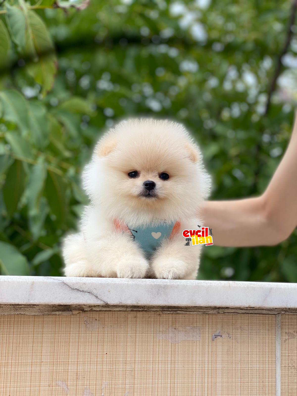 Teacup Pomeranian Boo Bebeğimiz 