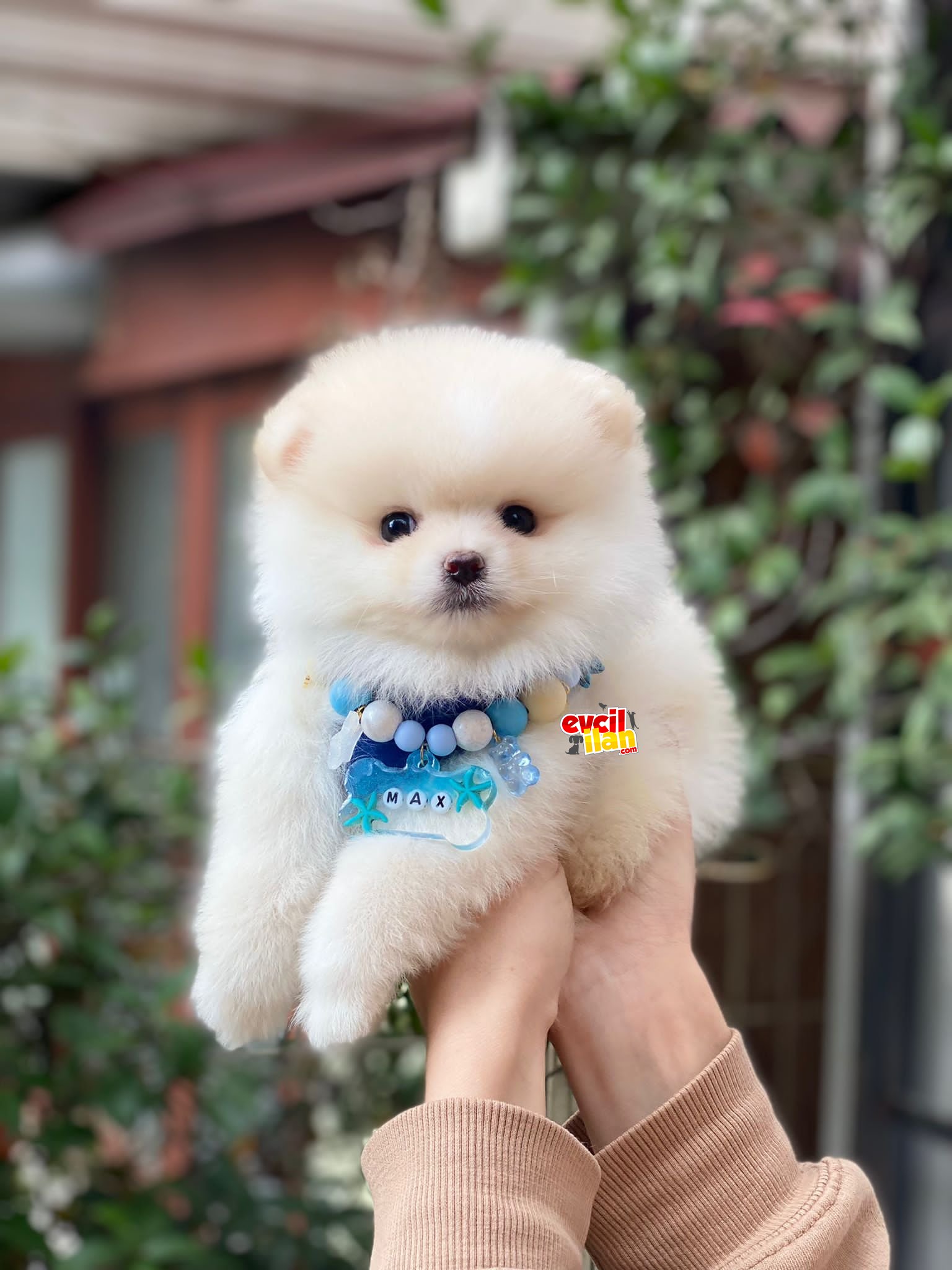 Teacup Pomeranian Boo Bebeğimiz 