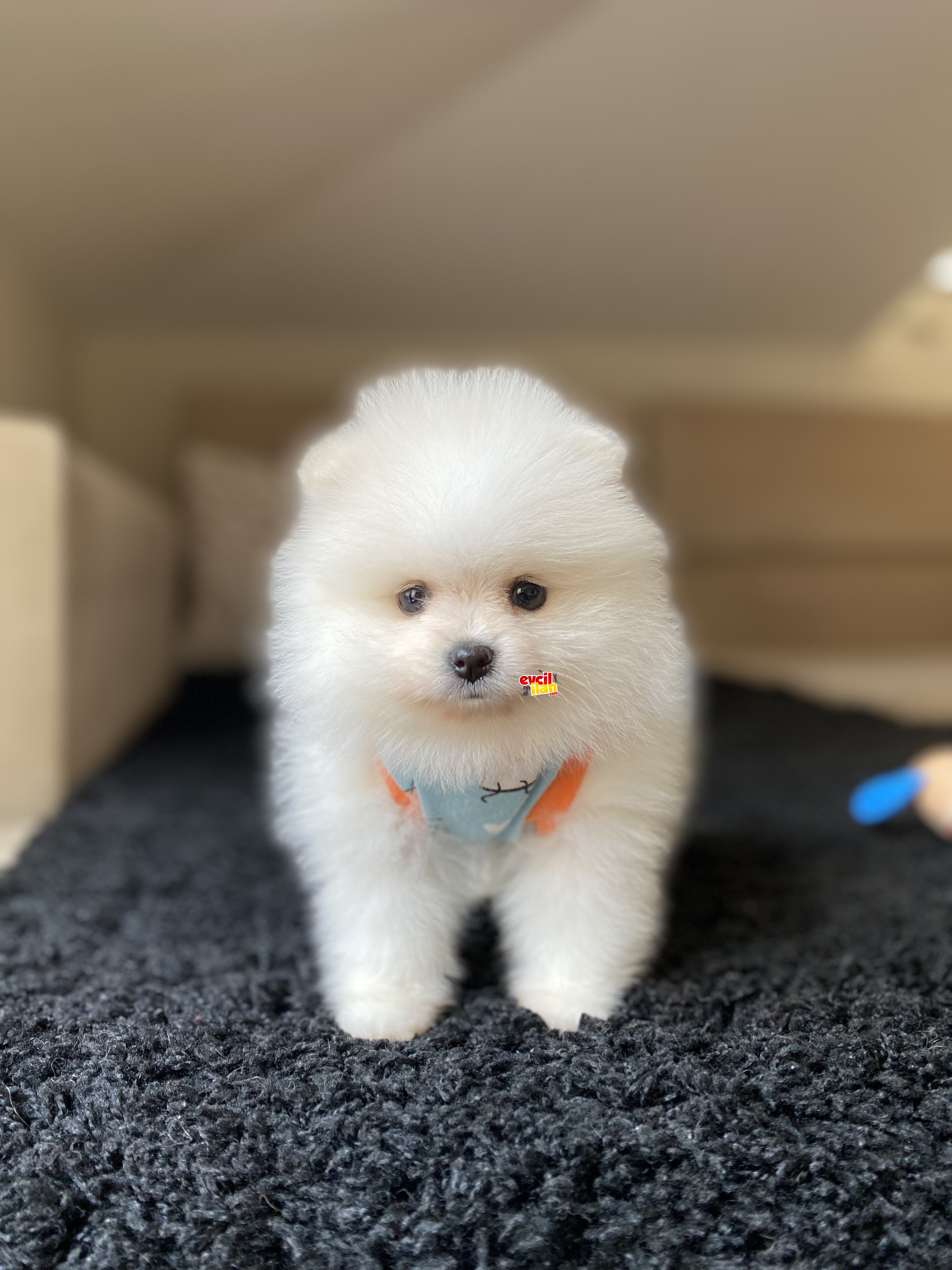 Teacup Pomeranian Boo Yavrumuz 