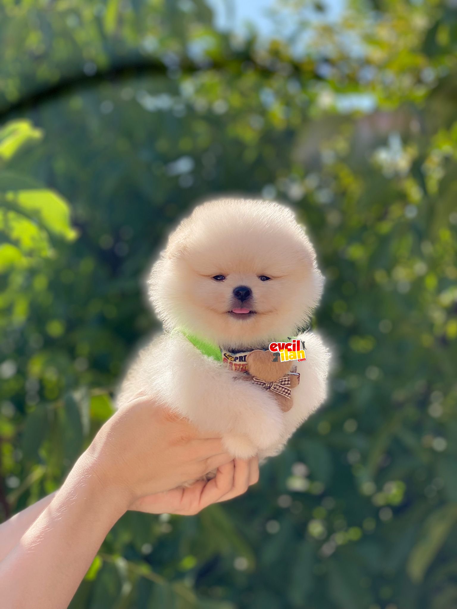 Teacup Pomeranian Boo Yavrumuz 