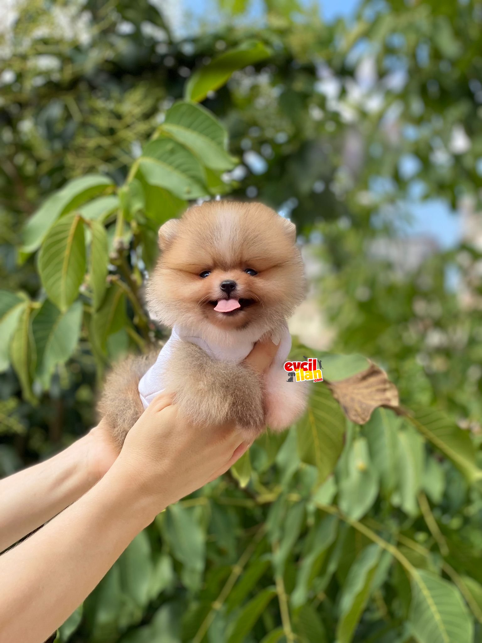 Teacup Teddy Face Pomeranian Boo Yavrumuz 