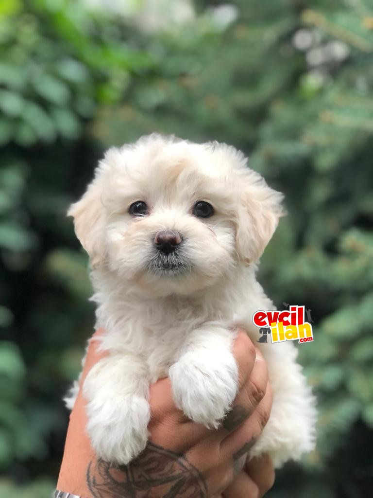 Teacup tüy yumağı morkie dişi yavrularımız 