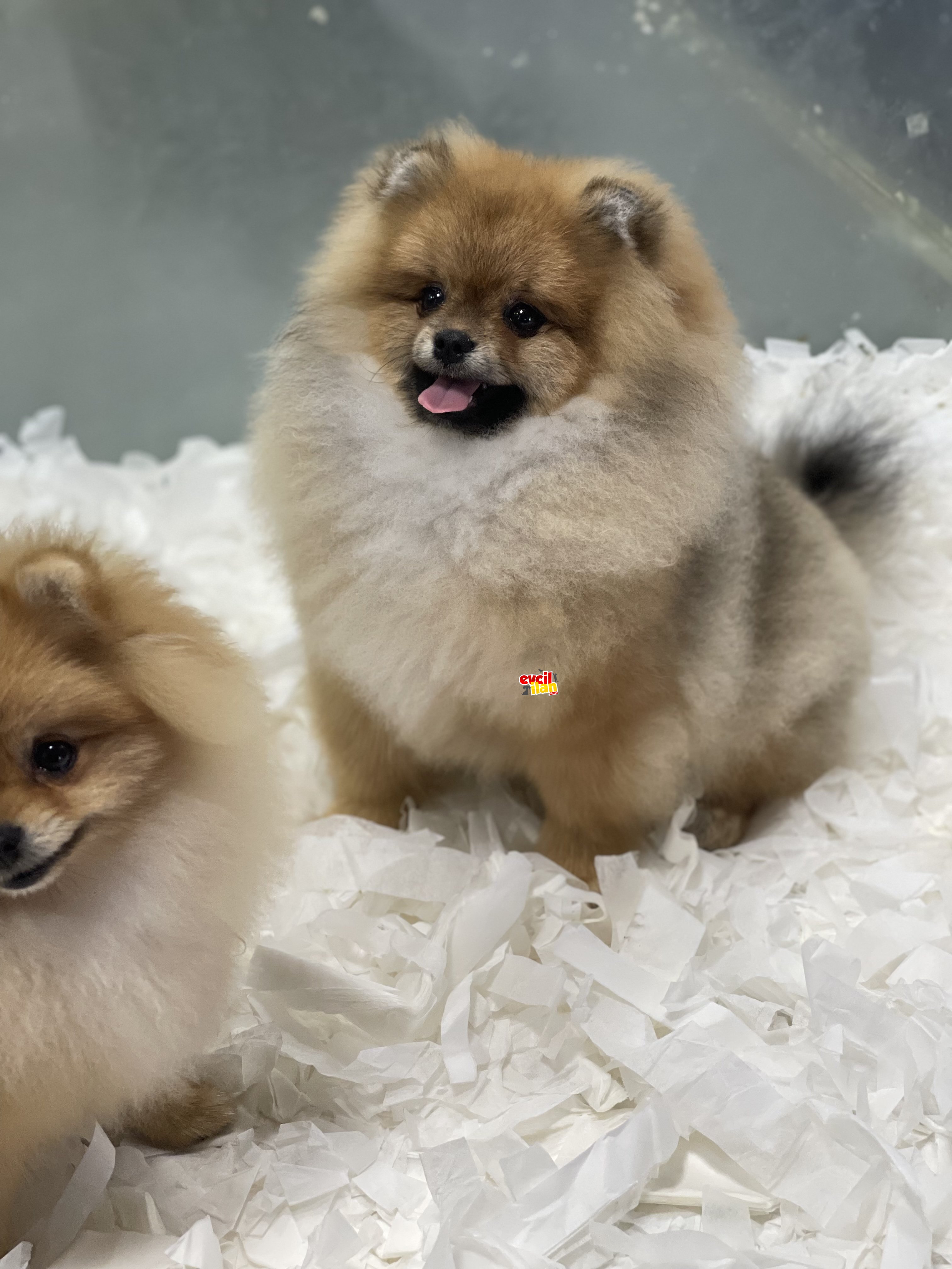 Teddy bear ayı surat pomeranian boo 