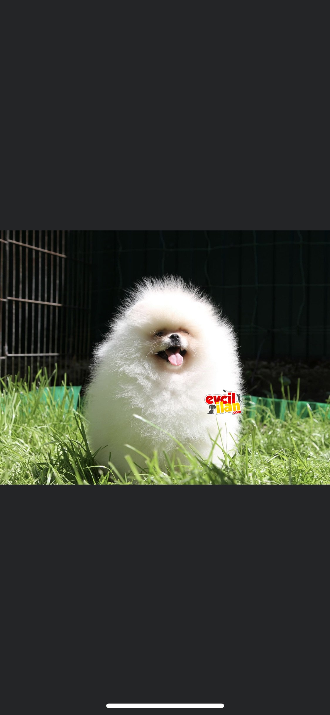 Teddy bear Pomeranian ayı surat ırk garantili 