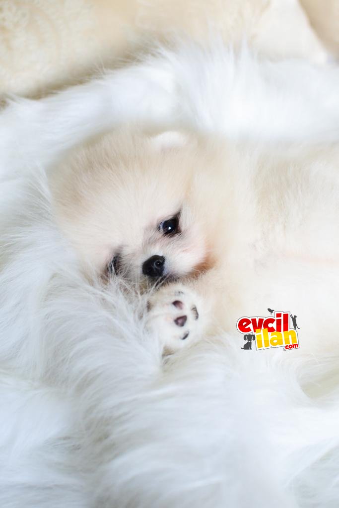 Teddy bear Pomeranian boo ayı surat ırk garantili 