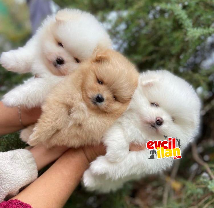 Teddy bear Pomeranian boo ayı surat ırk garantili 