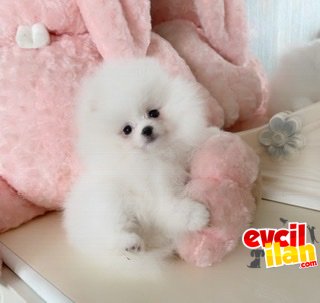 Teddy bear pomeranian boo ayı surat