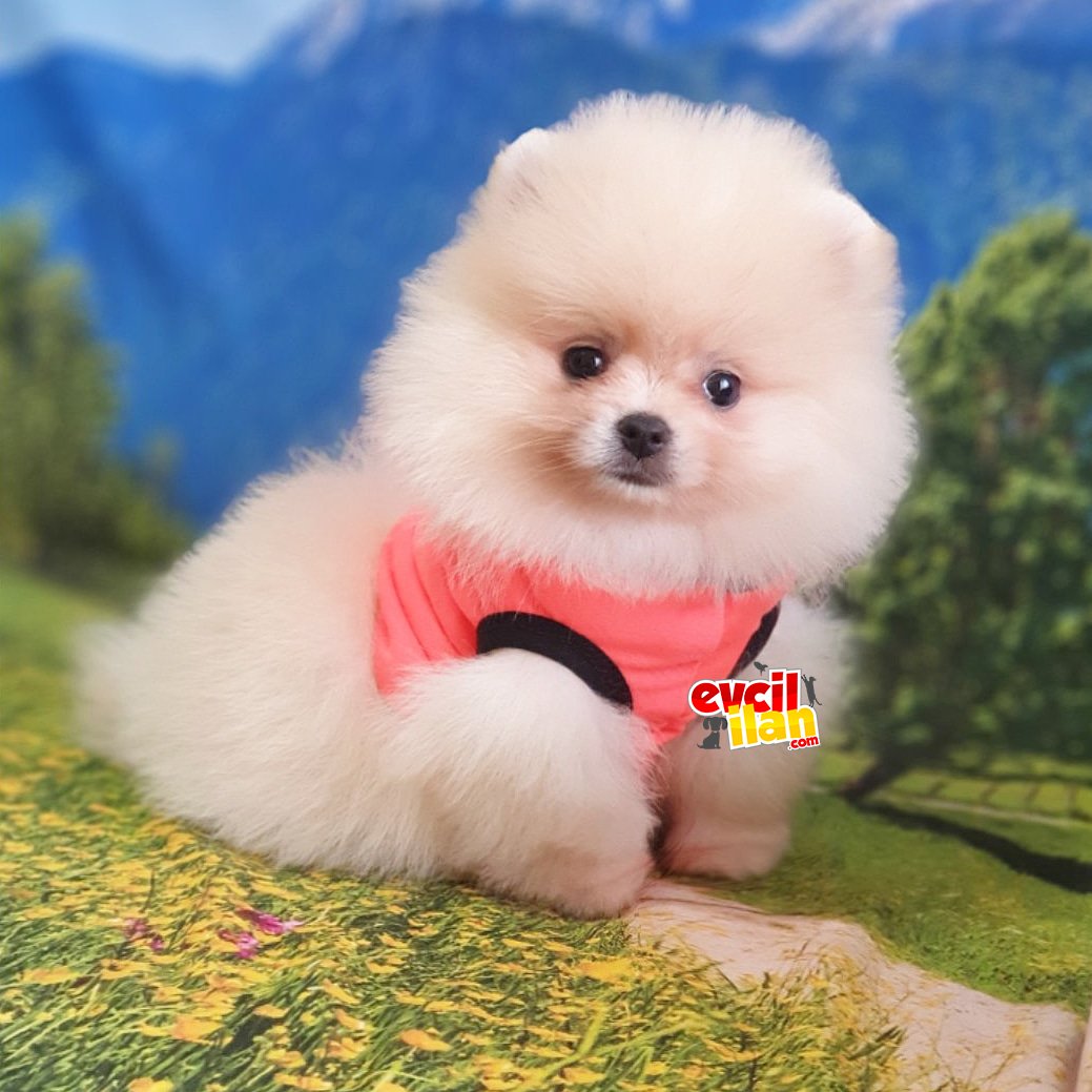 Teddy Bear Pomeranian Boo Dişi Yavrularımız 