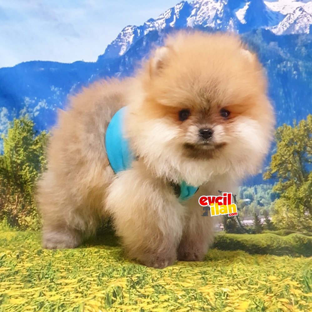 Safkan Pomeranian Boo Yavrularımız 