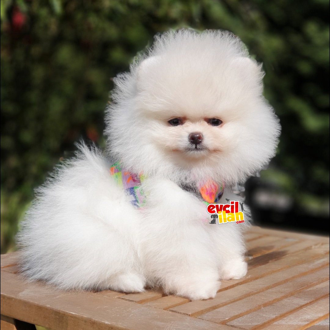 Teddy Bear Pomeranian Boo Dişi Yavrularımız 