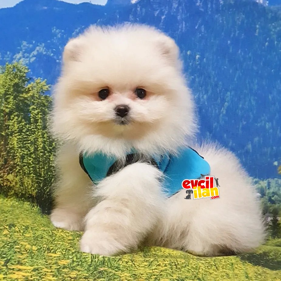 Teddy Bear Pomeranian Boo Yavrularımız 