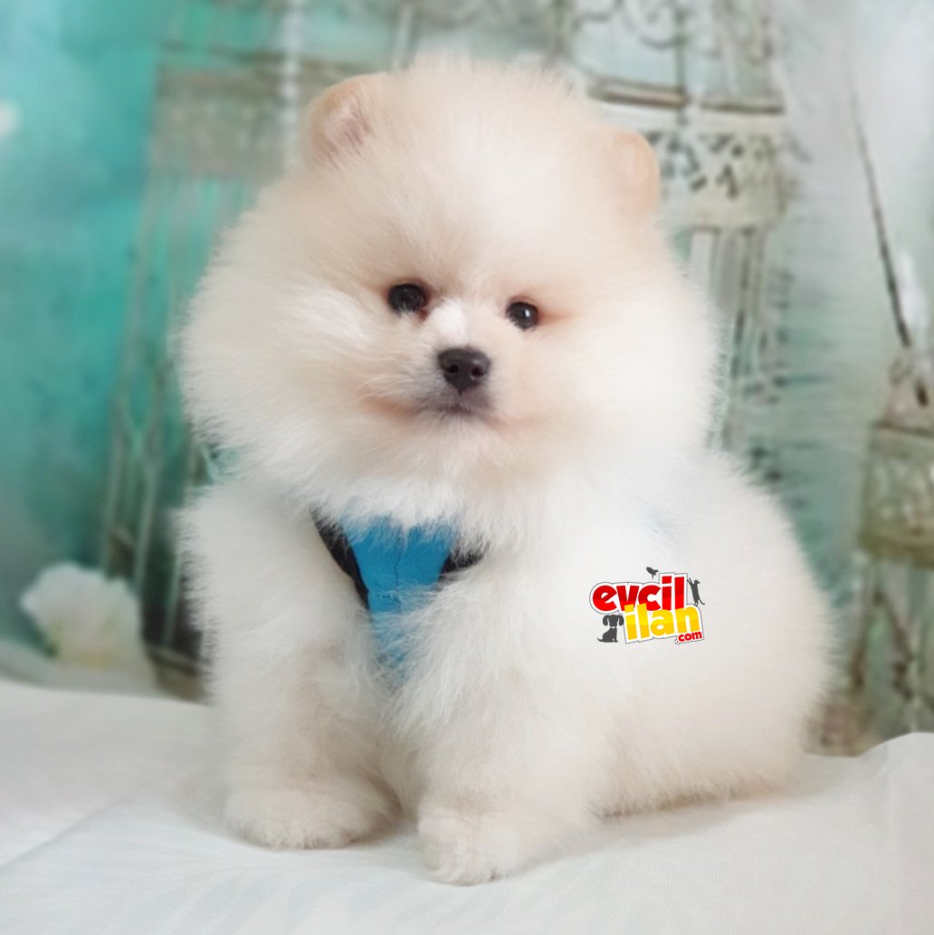 Teddy Bear Pomeranian Boo Yavrularımız 