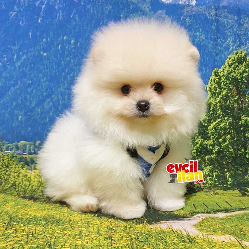 Teddy Bear Pomeranian Boo Yavrularımız 