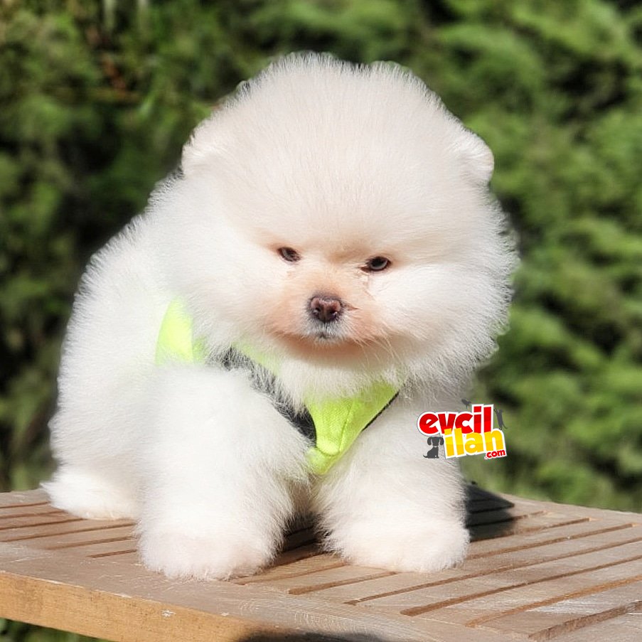 Teddy Bear Pomeranian Boo Yavrularımız 