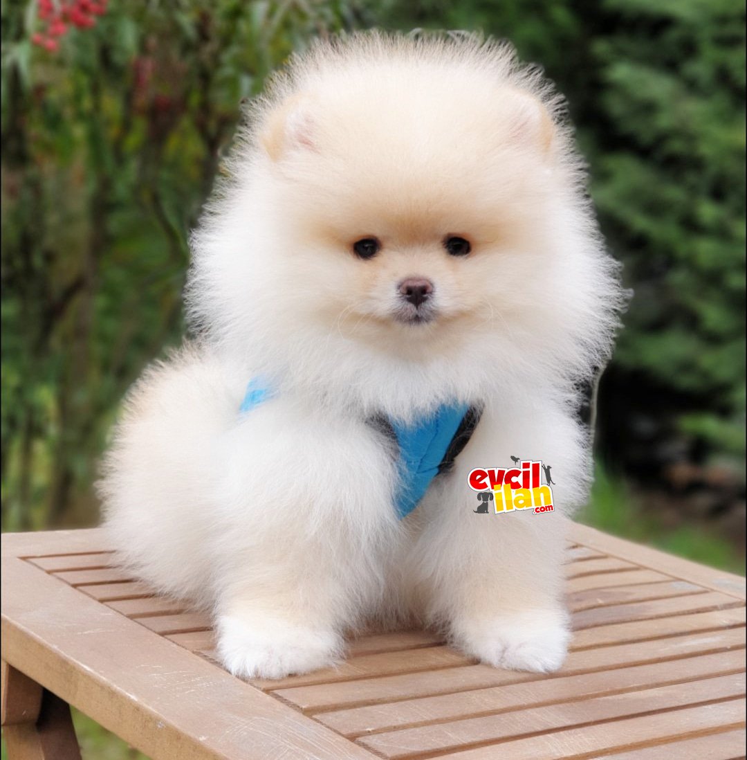 Teddy Bear Pomeranian Boo Yavrularımız 