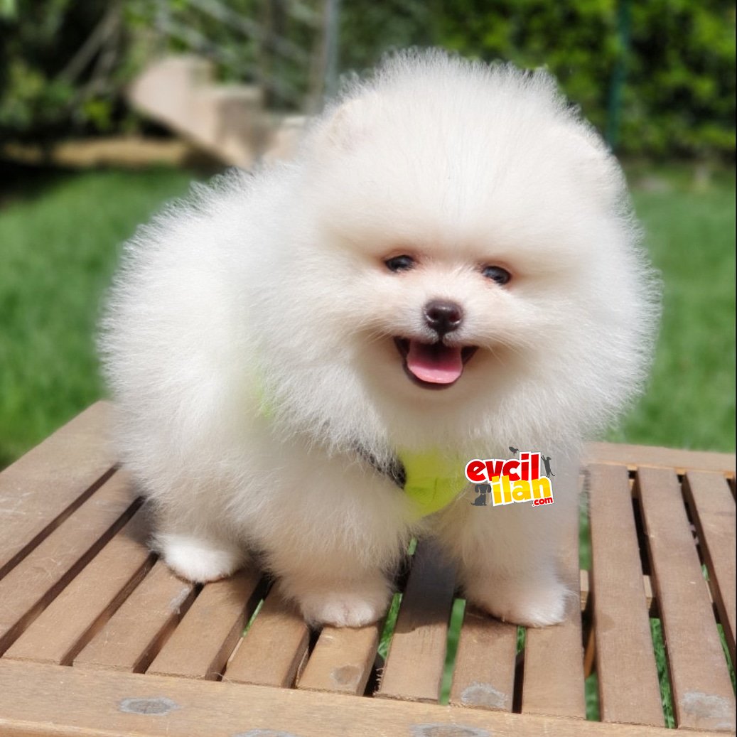 Teddy Bear Pomeranian Boo Yavrularımız 