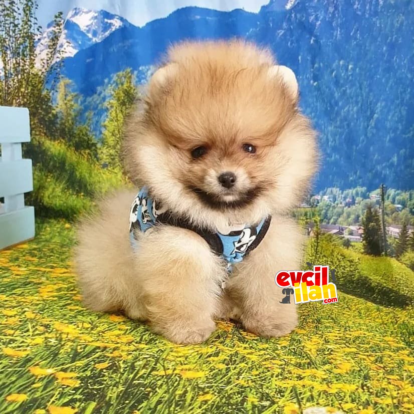 Teddy Bear Pomeranian Boo Yavrularımız 