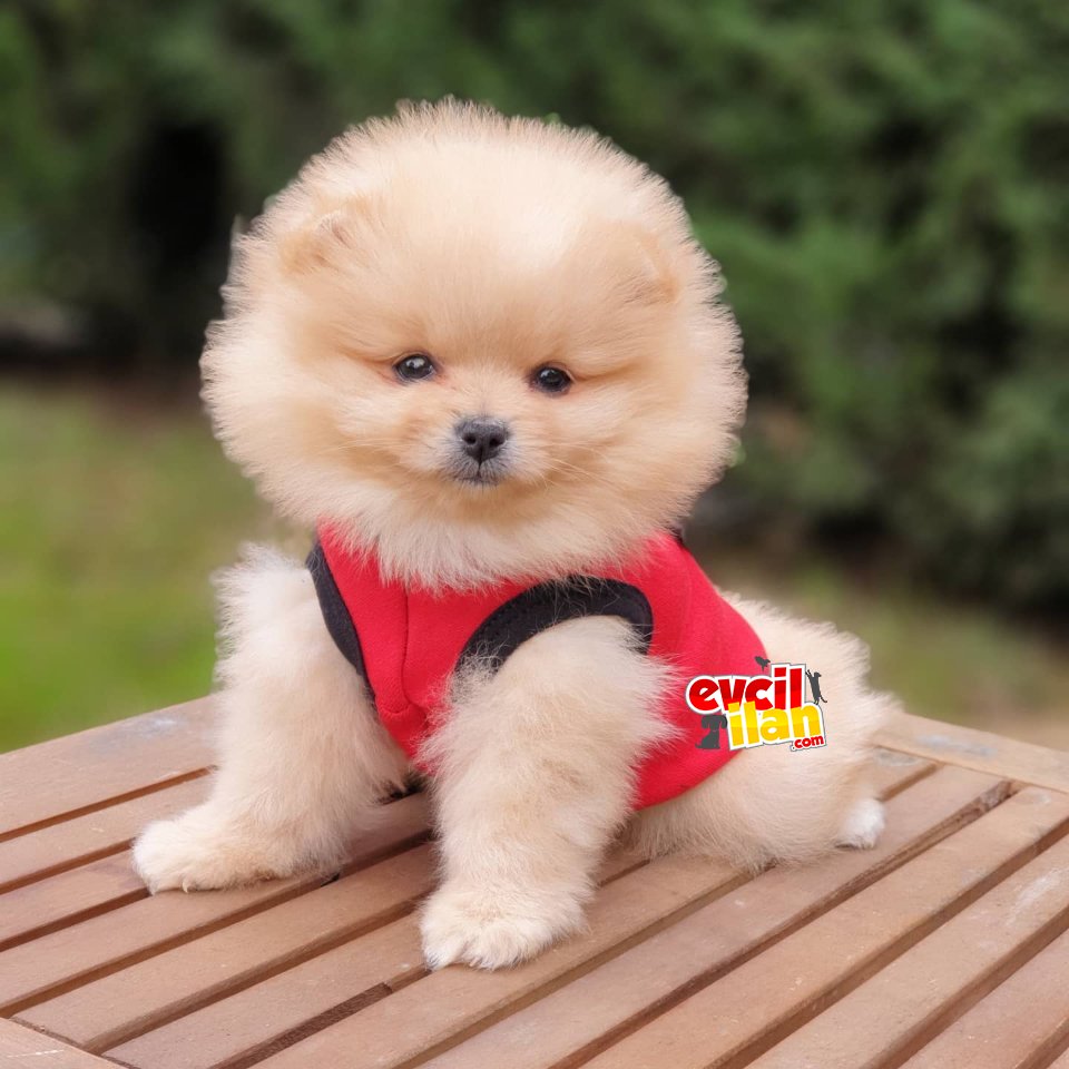 Teddy Bear Pomeranian Boo Yavrularımız 