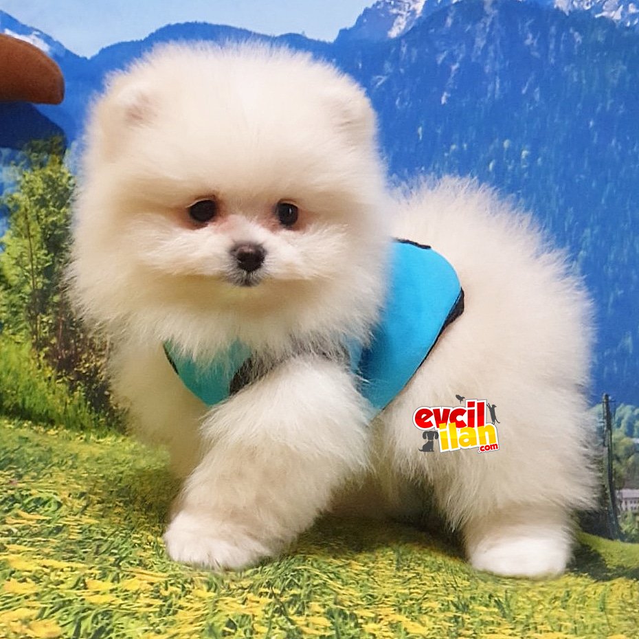 Teddy Bear Pomeranian Boo Yavrularımız 