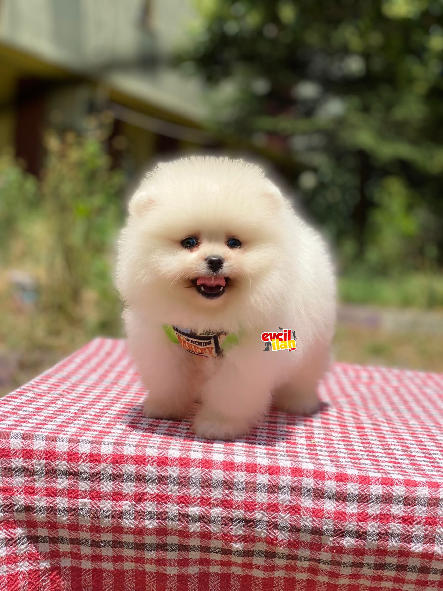 Teddy Bear Pomeranian Boo Yavrumuz 