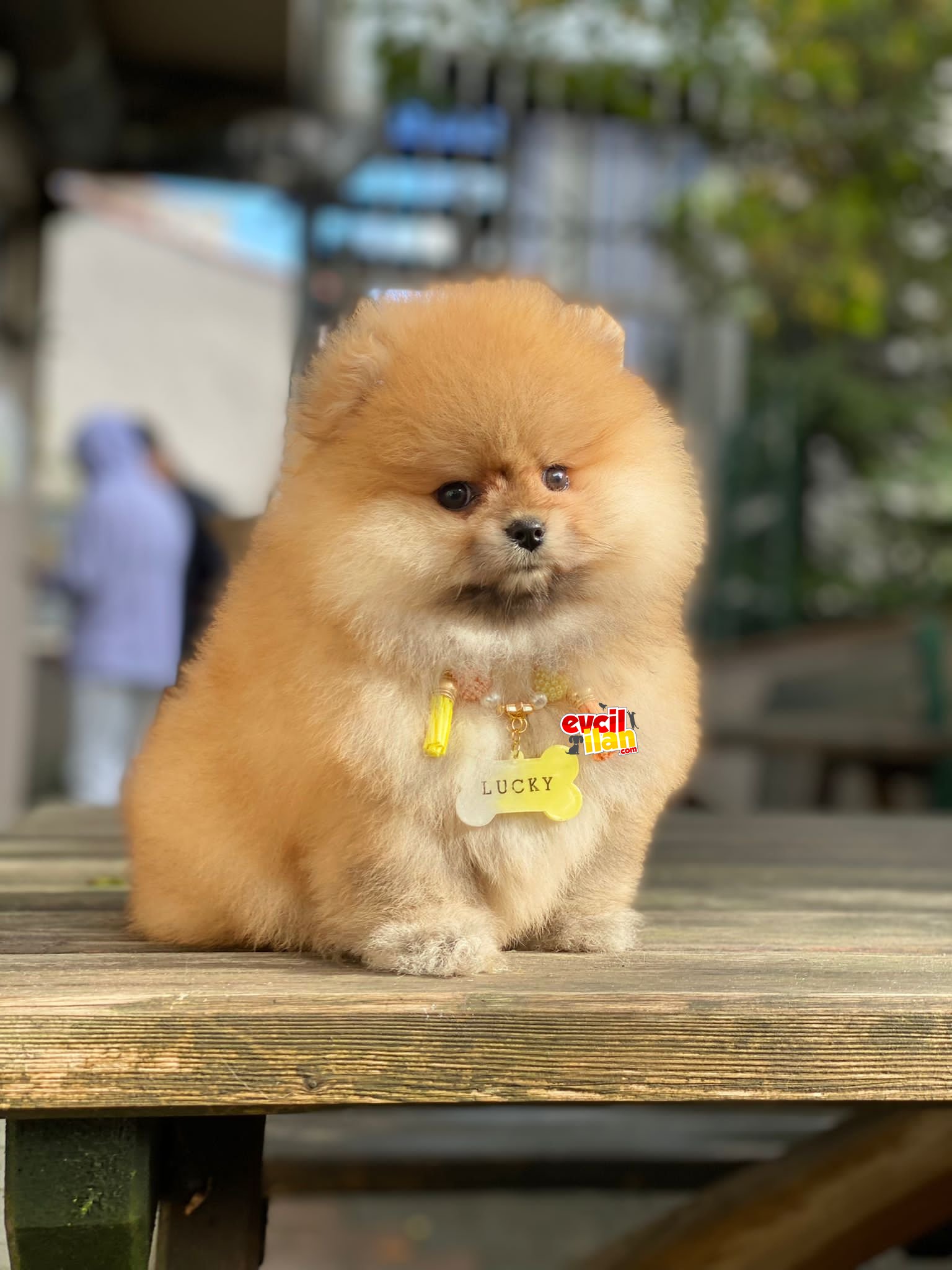 Teddy Face Dişi Pomeranian Boo Miniğimiz 