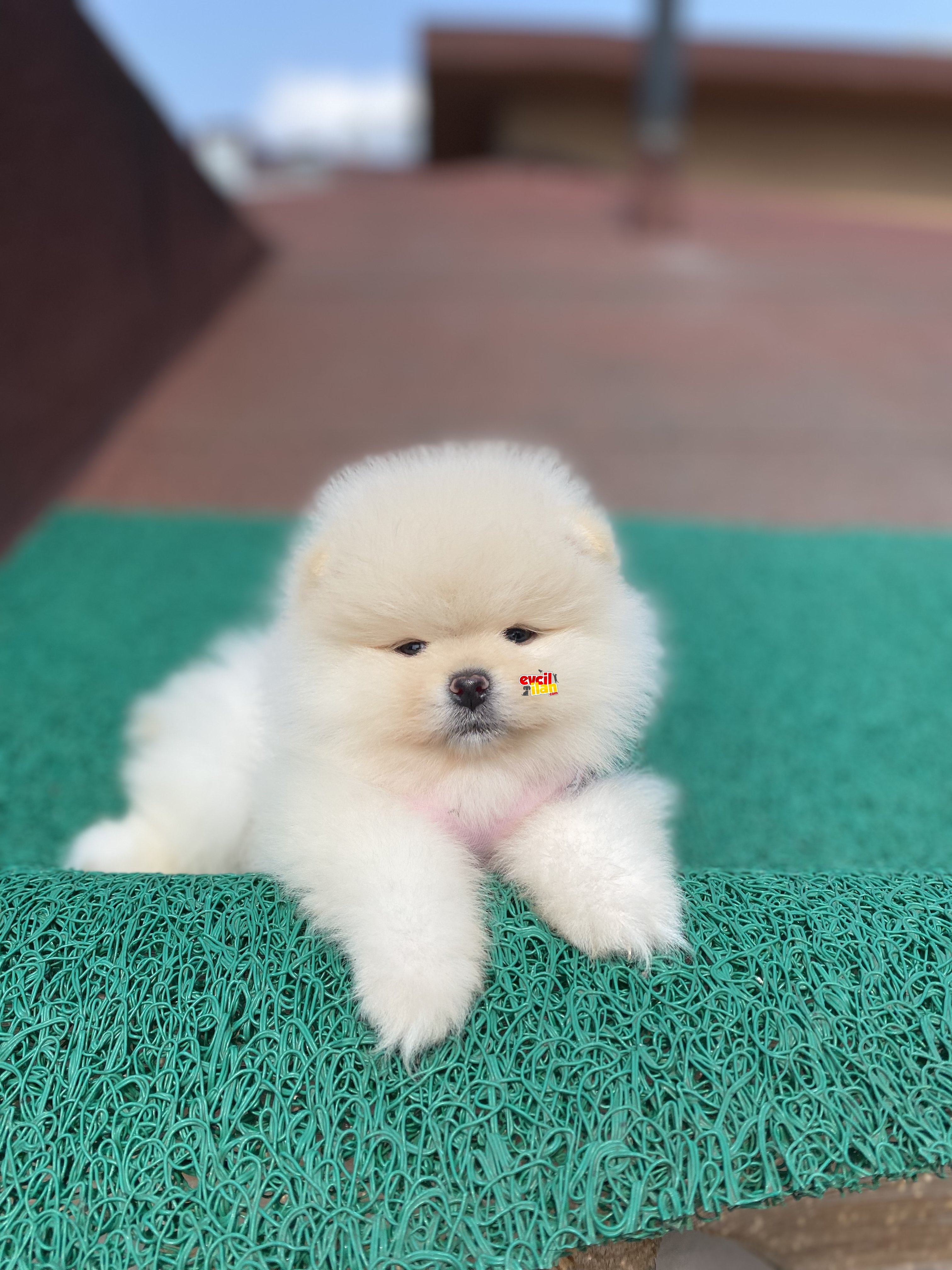 Teddy Face Dişi Pomeranian Boo Yavrumuz 