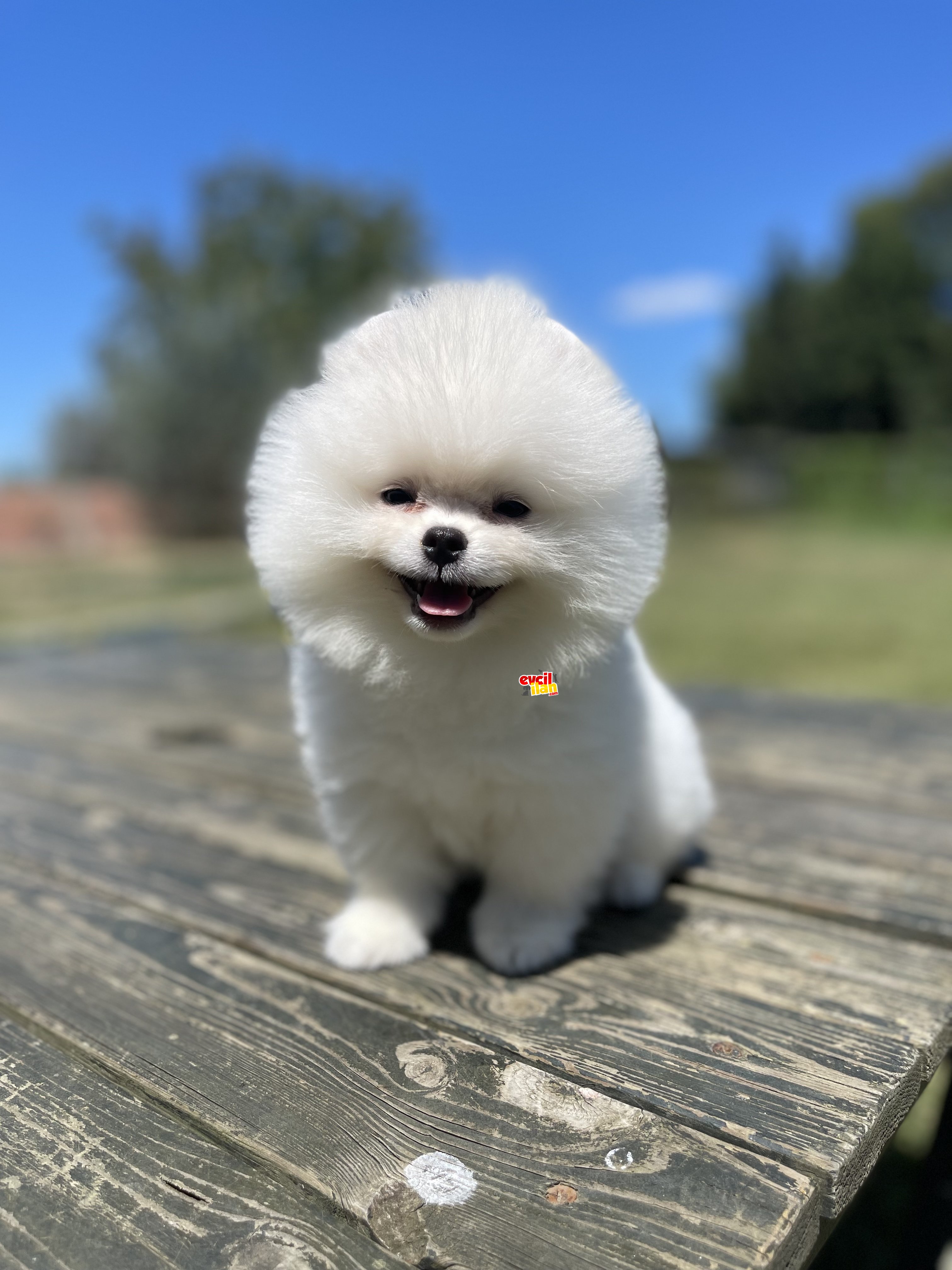 Teddy Face Pomeranian Boo Bebekler