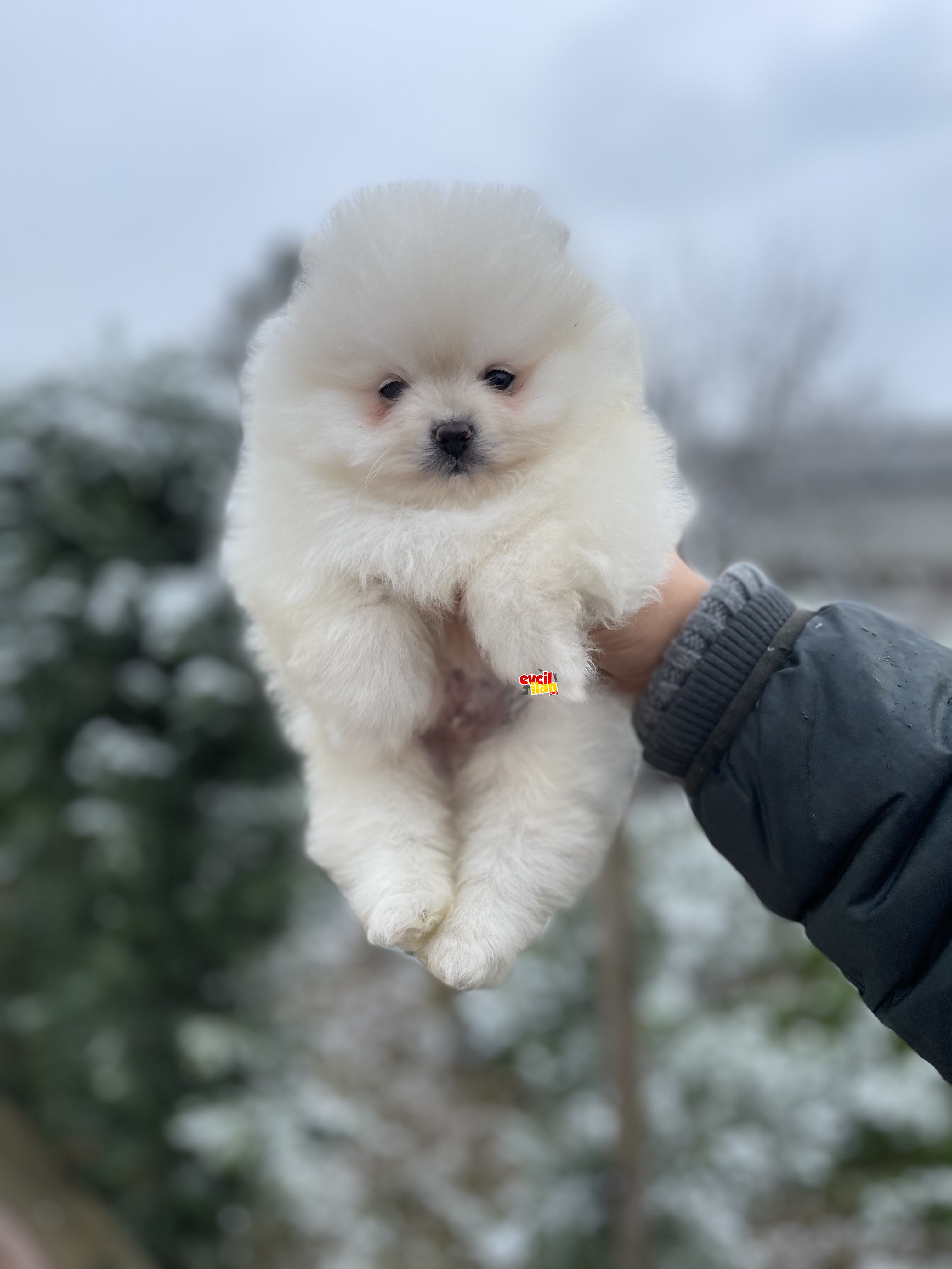 Teddy Face Pomeranian Boo Bebekler