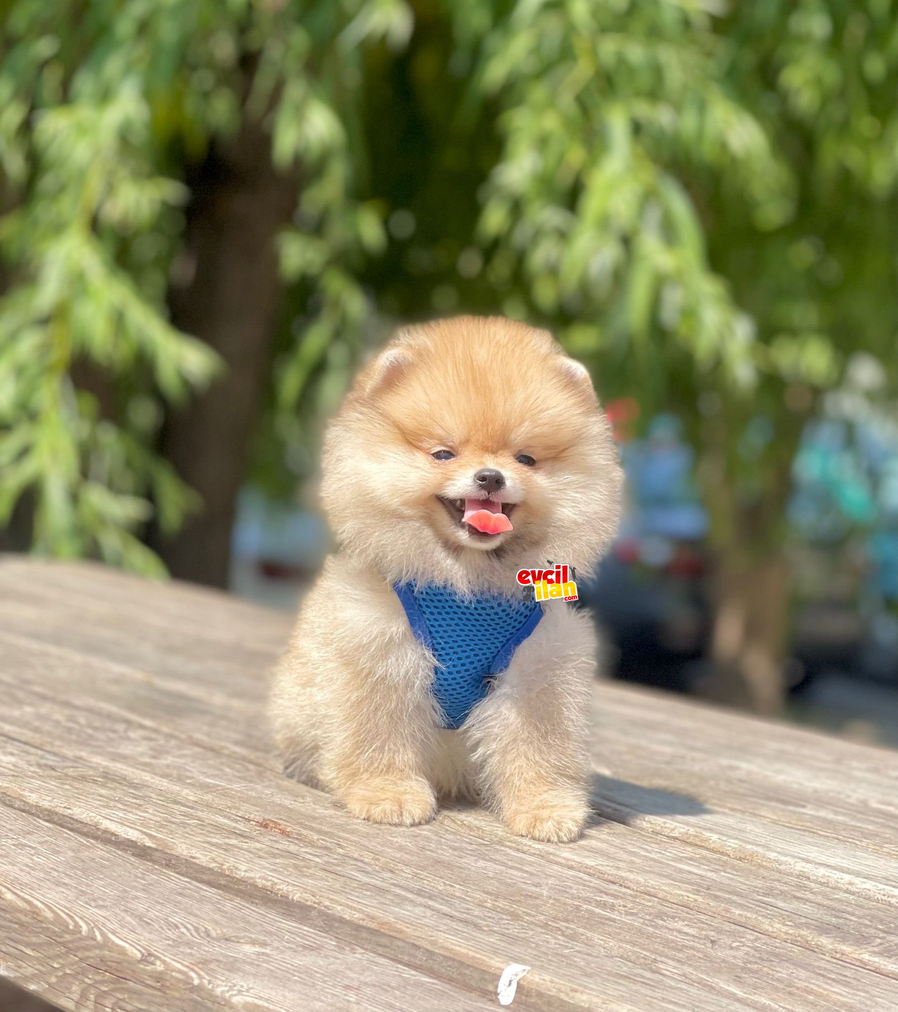 Teddy Face Pomeranian Boo Bebekler