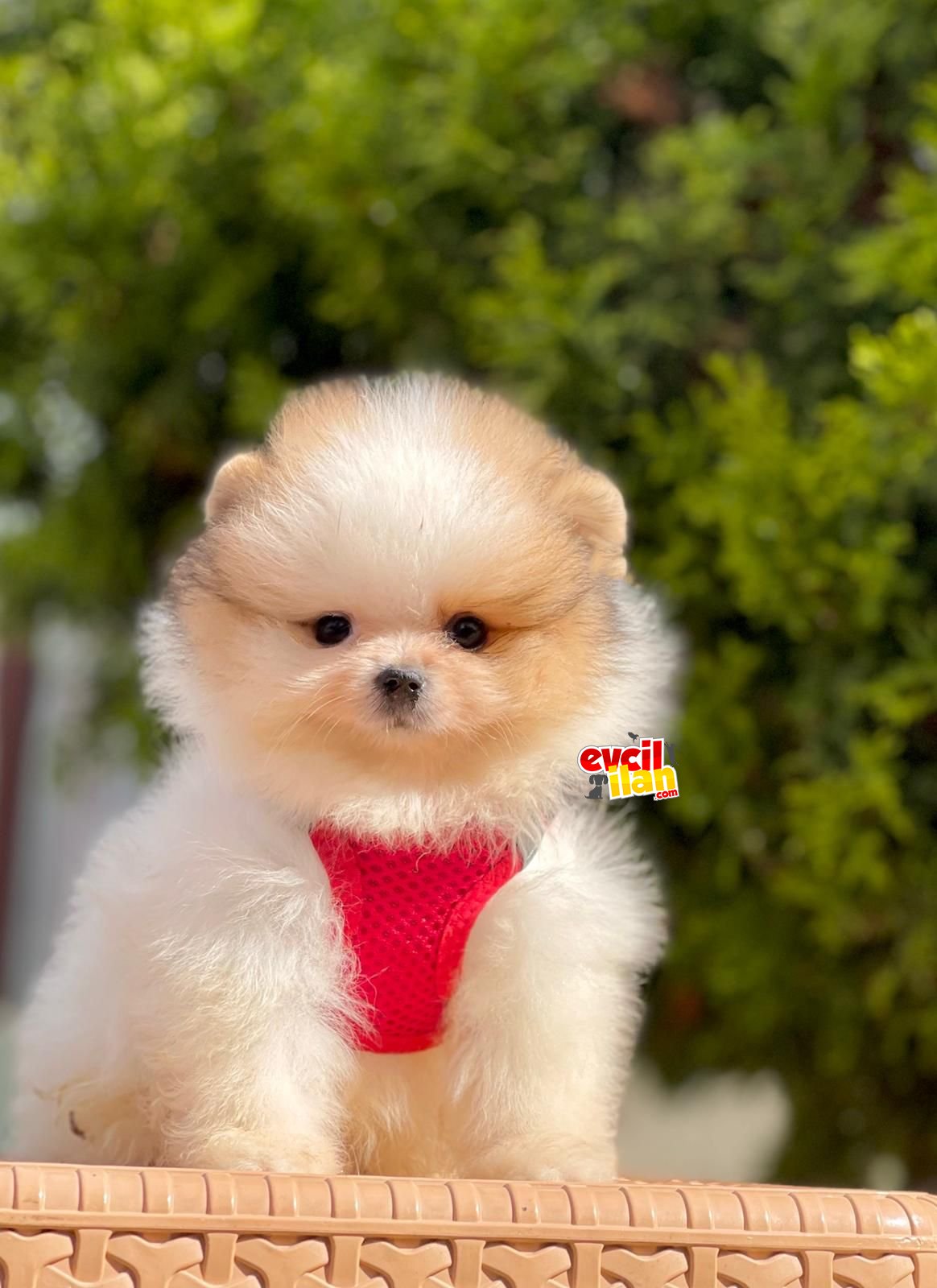 Teddy Face Pomeranian Boo Bebekler