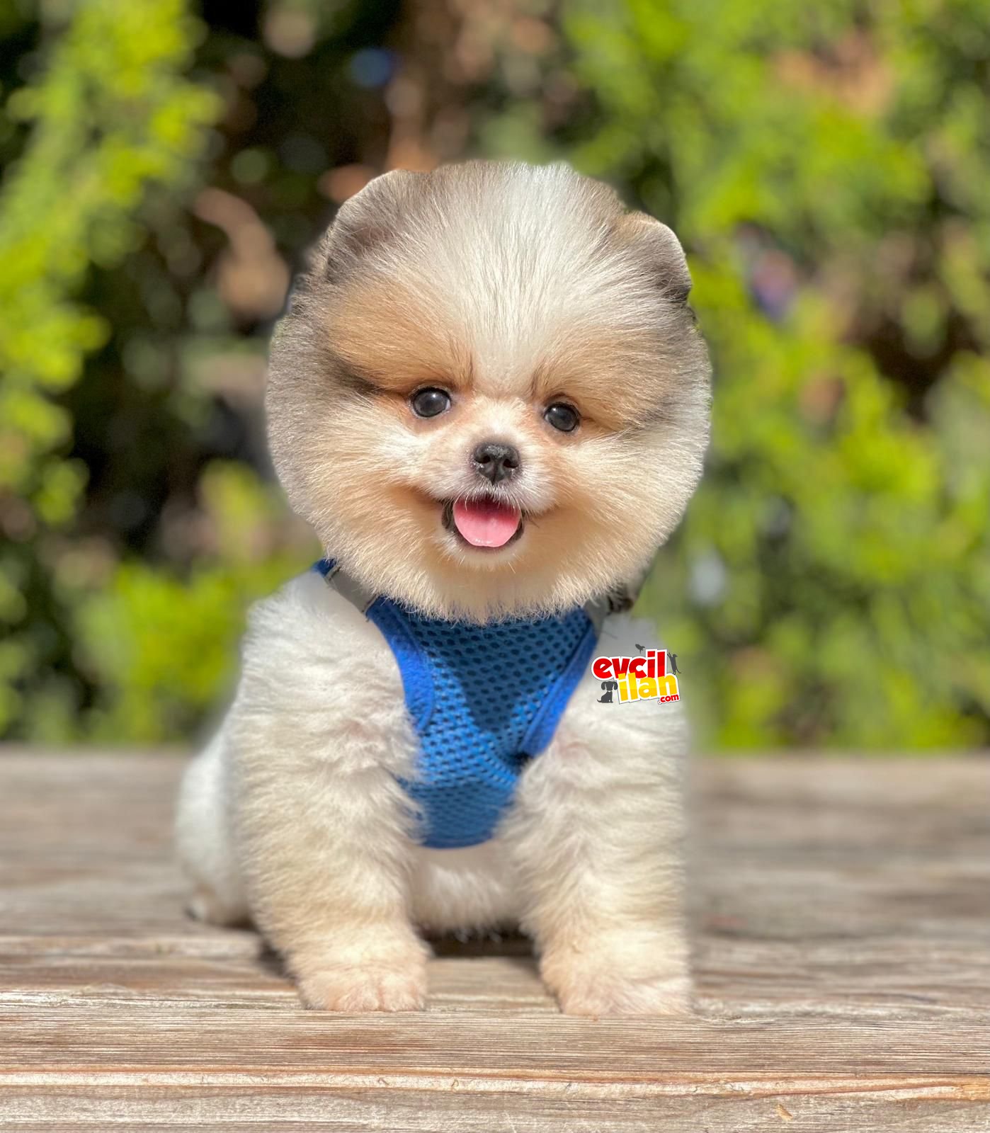 Teddy Face Pomeranian Boo Bebekler