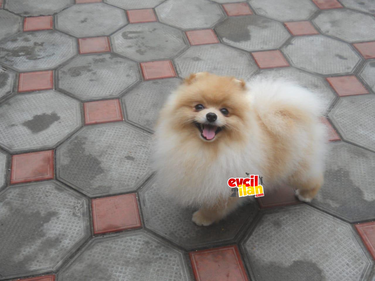 Teddy Face Pomeranian Boo Yavrular